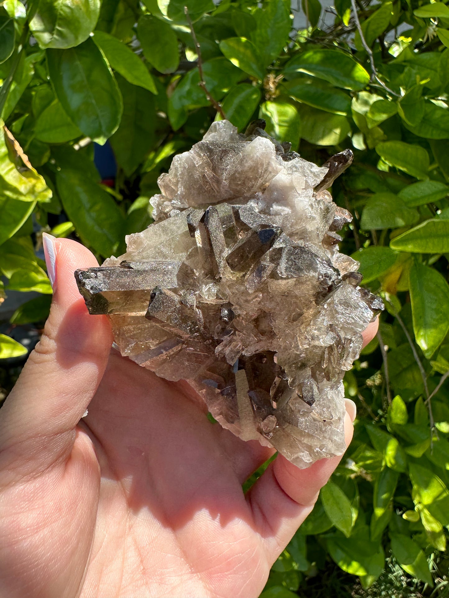 Smoky Quartz Cluster